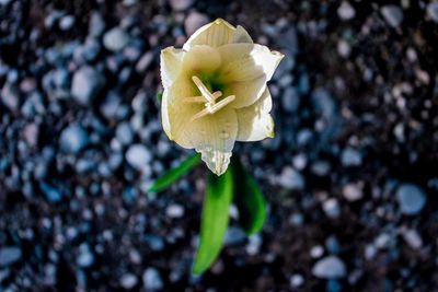 Close-up of white flower blooming outdoors