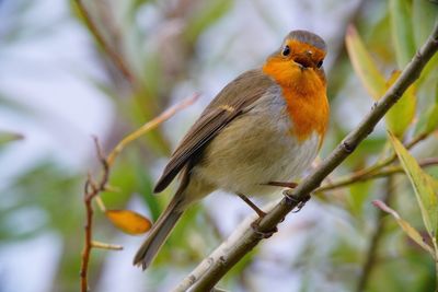 Close-up of bird perching on branch