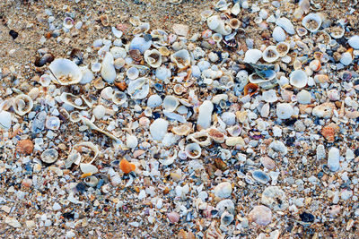 High angle view of shells on beach