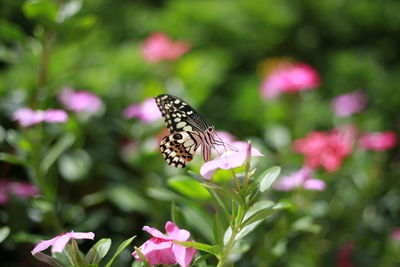 Butterfly pollinating on pink flower