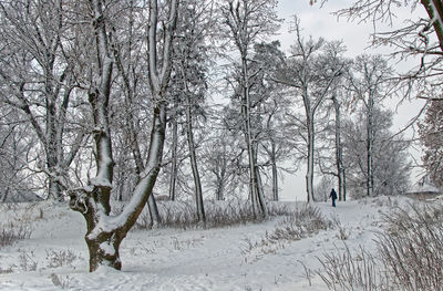 Bare trees on snow covered field