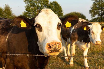 Portrait of cow on field