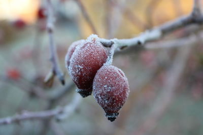 Close-up of frozen rose hips on tree