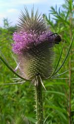 Close-up of honey bee on thistle flower