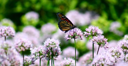 Close-up of butterfly pollinating on purple flower