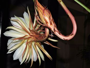 Close-up of flower against blurred background