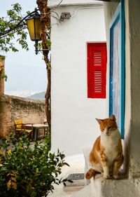 Close-up of cat on window