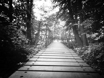 Boardwalk amidst trees in forest