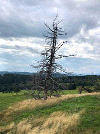 Bare tree on field against sky