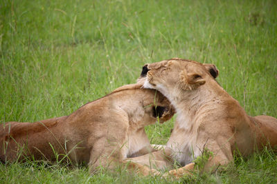 Two lionesses cuddling in masai mara plain