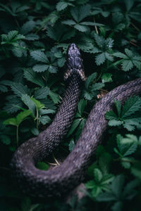 High angle view of lizard