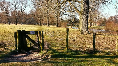 Bare trees on grassy field