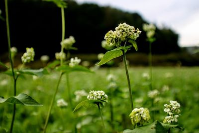 Close-up of small plant growing on field