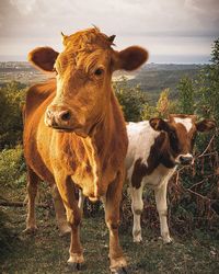 Cow standing in a field