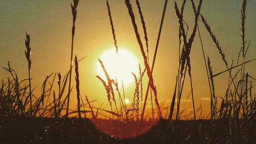 Silhouette crops on field against sky during sunset