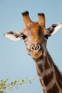 Adorable giraffe with brown fur chewing fresh grass in savanna and looking at camera