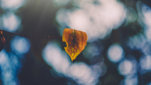 Close-up of autumnal leaves