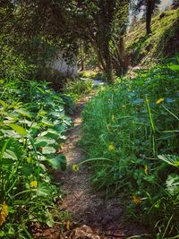 Plants growing in forest