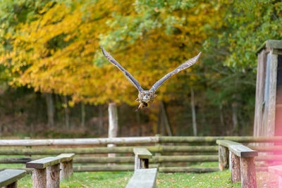 View of bird flying against trees