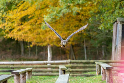 View of bird flying against trees