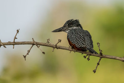 Close-up of bird perching on branch