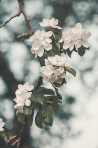 Close-up of cherry blossoms on tree