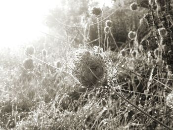 Close-up of spider web in forest