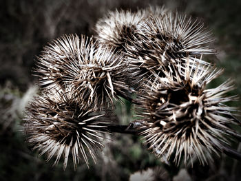 Close-up of dried thistle