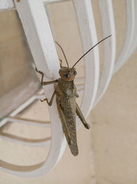 Grasshopper