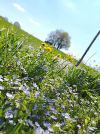 Close-up of moss growing on field