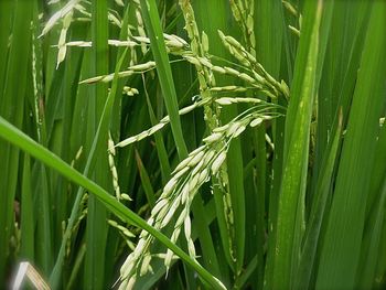 Close-up of green leaves
