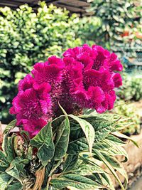 Close-up of flowers blooming outdoors