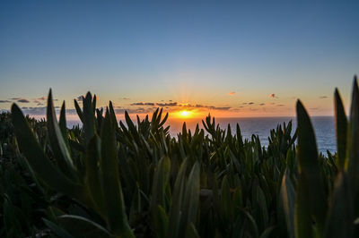 Scenic view of sea against sky during sunset