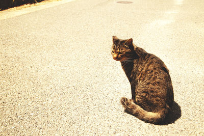 Portrait of cat sitting outdoors