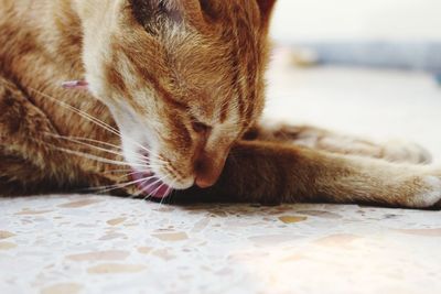 Close-up of ginger cat