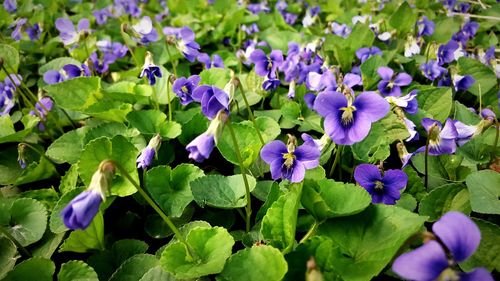 Close-up of purple flowers