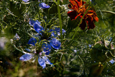 Close-up of purple flowers on branch