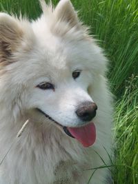 Close-up of dog