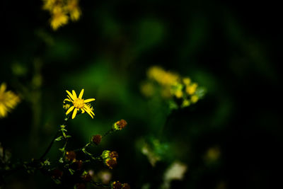 Close-up of yellow flowering plant on field