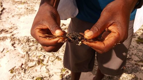 Tiger crab