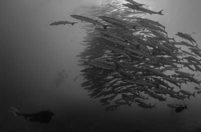 Fish swimming underwater