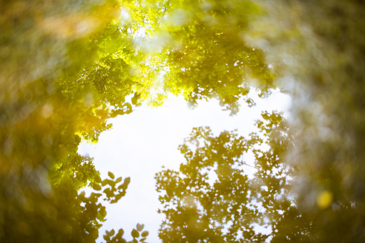 LOW ANGLE VIEW OF TREE AGAINST SKY