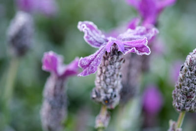 Close-up of purple flowering plant