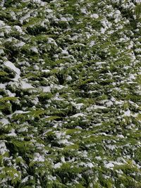 Close-up of snow covered tree in forest