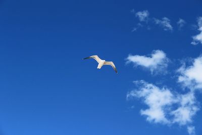 Low angle view of bird flying against blue sky