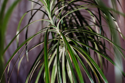 Close-up of palm tree