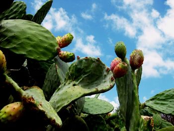 Close-up of cactus growing against sky