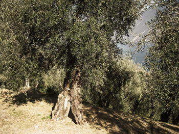 Close-up of tree against sky