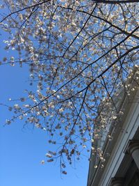 Low angle view of blooming tree against blue sky