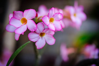 Close-up of pink flowers blooming outdoors